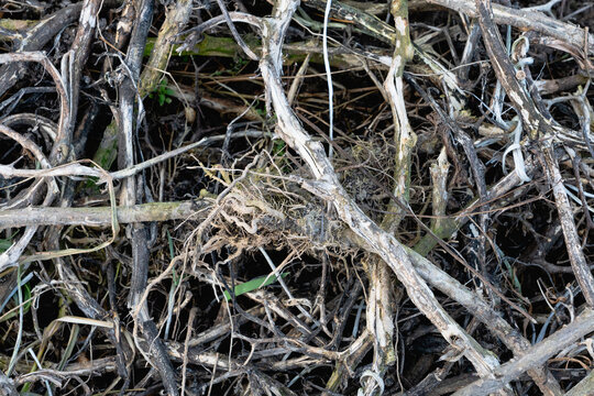 Bird S Nest Made of Twigs and Grass in Dry Branches Symbol of New Beginnings and Home Construction