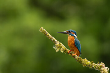 European Kingfisher perched on a plain natural background in the UK. Colourful wild bird portrait with detailed plumage and feather detail. © Chris Chambers