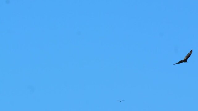 turkey vulture (Cathartes aura) gliding through a vast cloudless blue sky with its large wings fully extended during a bright sunny day in 120fps 4K Slow Motion
