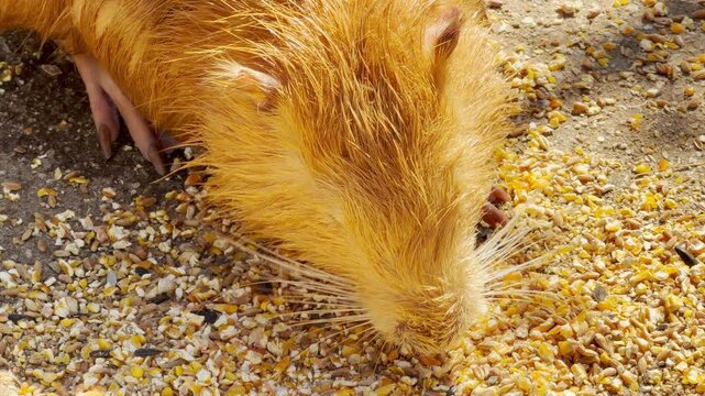 A bright orange nutria snuffles through a pile of grain on the dusty ground. Its whiskers twitch against the seeds, creating a soft, rhythmic scratching sound punctuated by the distant, low hum of zoo