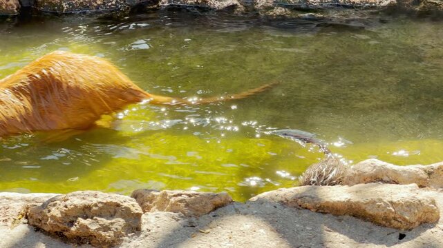 A golden nutria and its dark pup paddle through shimmering pond water. Their rhythmic strokes produce soft splashing and gurgling sounds amidst the ambient hum of the zoo.