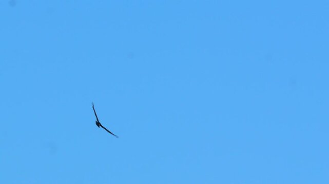 turkey vulture (Cathartes aura) soaring gracefully across a clear and cloudless blue sky during bright daylight in 120fps 4K Slow Motion