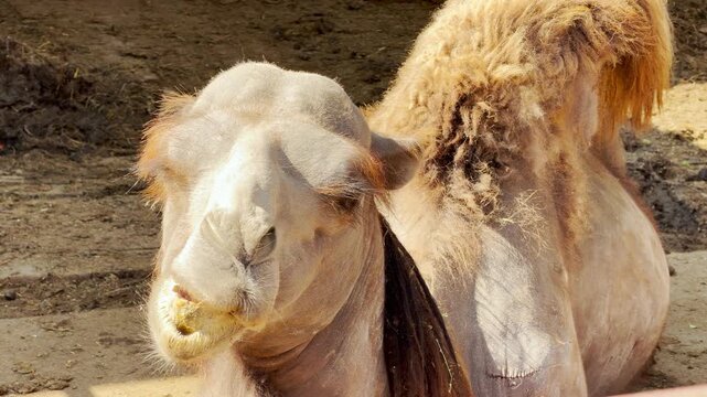 A large camel sits and moves its jaw in a steady rhythm. This action produces a wet, crunchy grinding sound. The faint, ambient hum of a busy zoo vibrates in the background.
