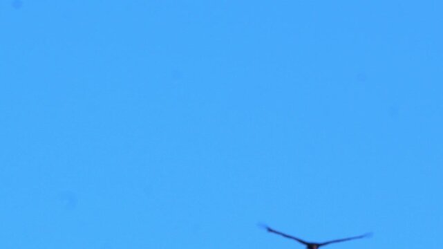 turkey vulture (Cathartes aura) soaring gracefully through a clear blue sky background with wings spread wide during a bright day in 120fps 4K Slow Motion