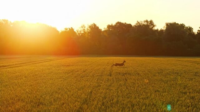 Epic roe deer jumping across golden wheat field as drone follows at sunrise