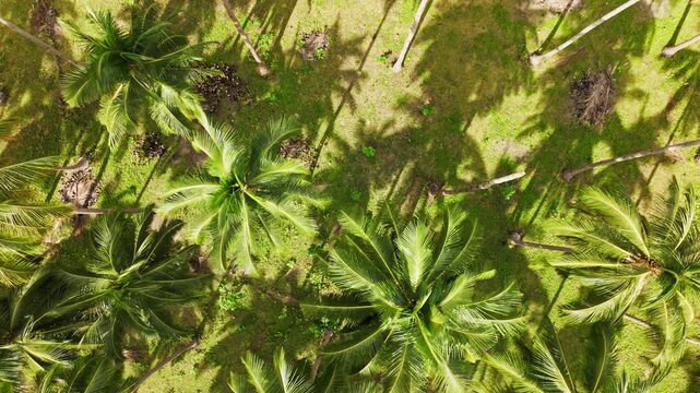 Top view glide over coconut trees, single broken crown, contrast in landscape