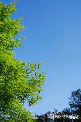 Fototapeta premium Green Leaves and Tree Branches Against Blue Sky Background with Copy Space, Bright Summer Banner for Mockup and Design