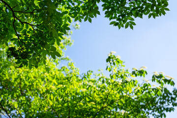 Fototapeta premium Green Leaves and Tree Canopy Against Blue Sky Background, Sunny Summer Foliage Frame for Banner and Mockup Design
