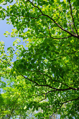 Fototapeta premium Fresh Green Leaves and Tree Canopy against a Clear Blue Sky