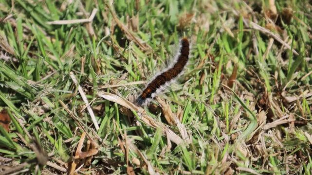 Oruga en el pasto