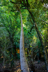 Fototapeta premium Madagascar palm tree with a spiny trunk standing in a dense forest