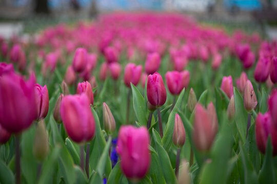 Parterre de tulipes