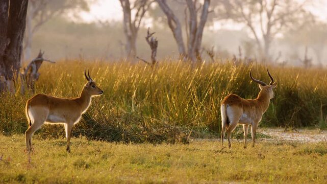 Cinematic footage of two Lechwe (Kobus leche) standing in Moremi Game Reserve of South africa.