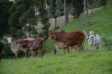 Obraz premium Cattle Grazing on Green Hillside with Araucaria Trees in Rural Brazil