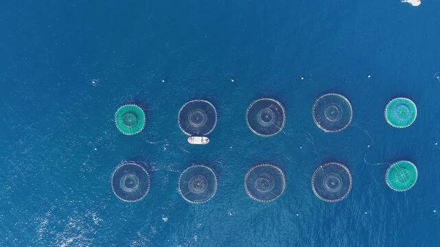 Top-down view of offshore aquaculture facility featuring 10 circular floating net cages with green HDPE frames anchored in deep blue open sea, small service vessel navigating between enclosures