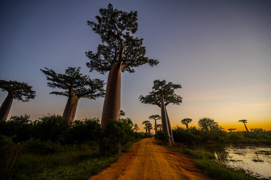 Baobab trees line a dirt road at sunset along the Avenue of the Baobabs near Morondava
