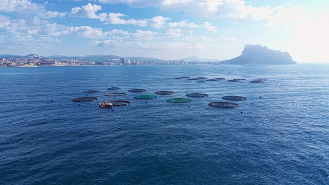 Aerial view of circular aquaculture fish farm cages floating in the blue Mediterranean Sea near Calpe, Spain, with coastal city and rocky Penon de Ifach in background
