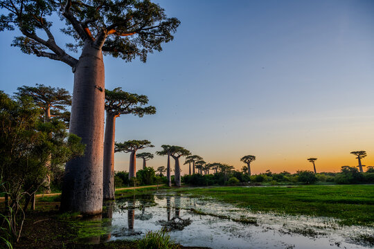 Baobab trees reflecting in a pool of water at sunset near Morondava