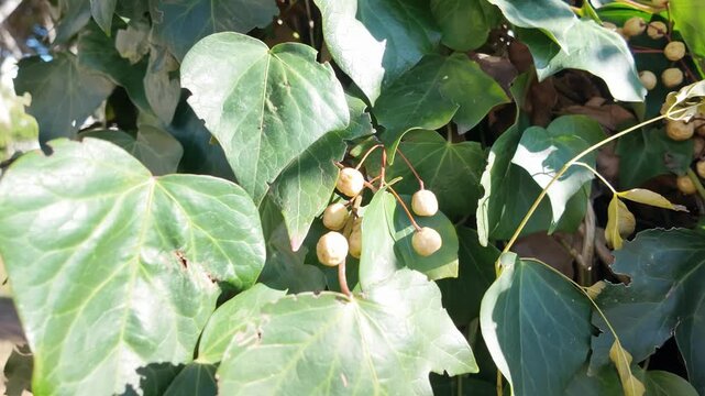 Mature english ivy hedera helix with cluster of cream white berries and dark green leaves on sunny day.