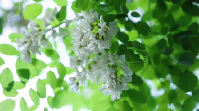 White Acacia Flowers Blooming on Branch with Fresh Green Leaves in Spring Garden