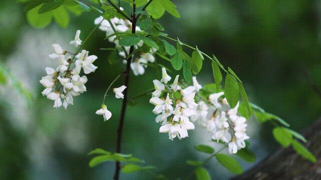 White Acacia Blossom Clusters on Branch with Green Leaves and Lateral Copy Space