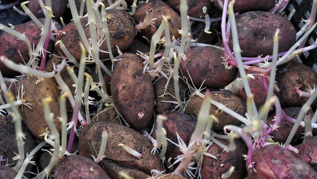 A close-up of sprouted seed potatoes with long white and pink shoots in a black crate.