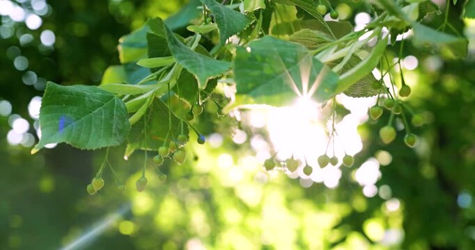 Linden Tree Branches with Green Leaves and Small Buds in Bright Summer Sunlight
