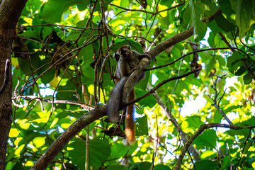 Fototapeta premium Red-fronted brown lemur perched on a tree branch in Kirindy Forest