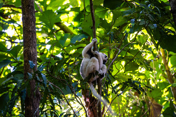 Fototapeta premium Verreaux's sifaka lemur clinging to a tree branch near Morondava