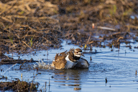 00895-02406 Killdeer (Charadrius vociferus) bathing in wetland Marion Co. IL