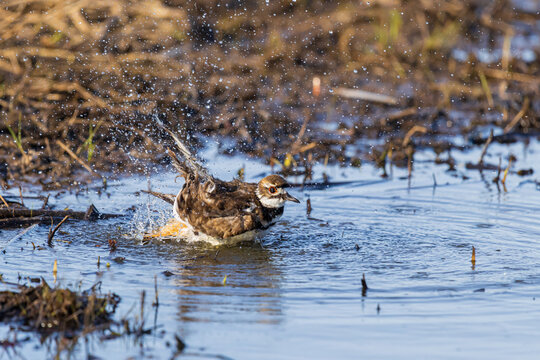 00895-02408 Killdeer (Charadrius vociferus) bathing in wetland Marion Co. IL