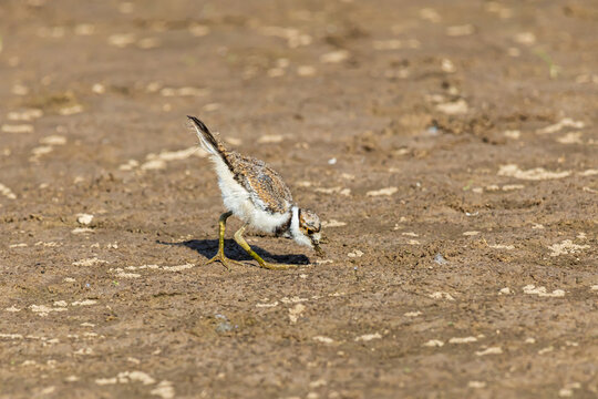 00895-02415 Killdeer (Charadrius vociferus) young feeding in wetland Marion Co. IL