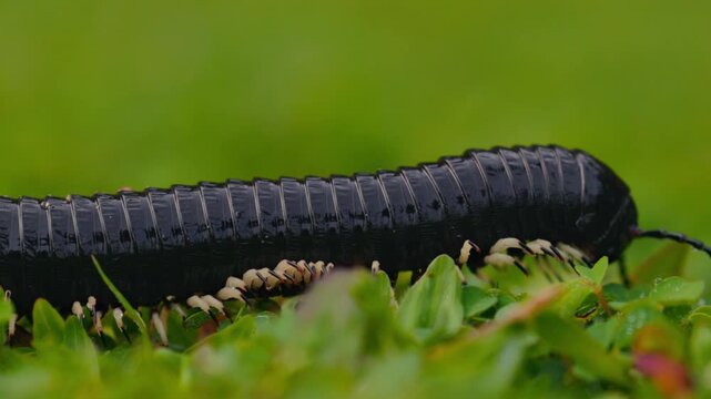 Giant millipede Spirostreptus centrurus crawling through green grass in natural habitat, detailed macro view of a large arthropod moving slowly with many legs, wildlife behavior and texture of segment