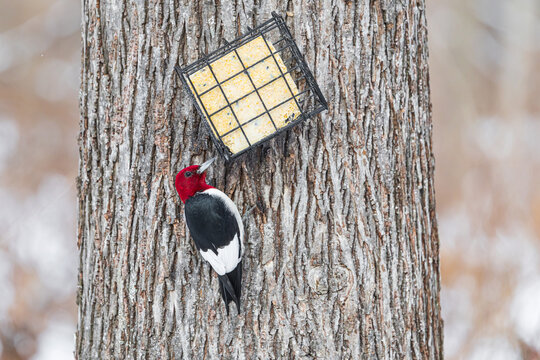 01197-04308 Red-headed Woodpecker (Melanerpes erythrocephalus) eating suet Marion Co. I
