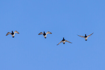 Fototapeta premium 00740-00820 Lesser Scaup (Aythra affinis) in flight Clinton Co. IL