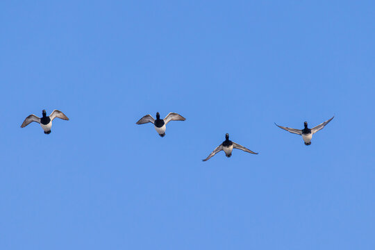 00740-00820 Lesser Scaup (Aythra affinis) in flight Clinton Co. IL