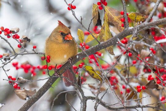 01530-27704 Northern Cardinal (Cardinalis cardinalis) female in Winterberry Bush (Ilex verticillata) in winter snow Marion Co. IL