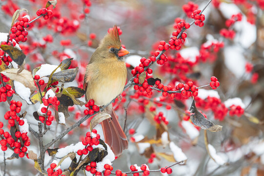 01530-27714 Northern Cardinal (Cardinalis cardinalis) female in Winterberry Bush (Ilex verticillata) in winter snow Marion Co. IL