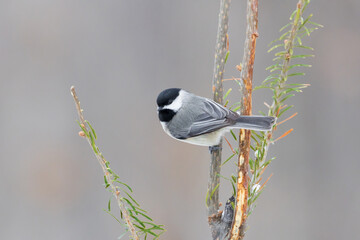 01299-03911 Carolina Chickadee (Poecile carolinensis) in fir tree in winter Marion Co. IL © Daybreak Imagery