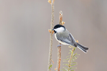 01299-04020 Carolina Chickadee (Poecile carolinensis) in fir tree in winter Marion Co. IL © Daybreak Imagery