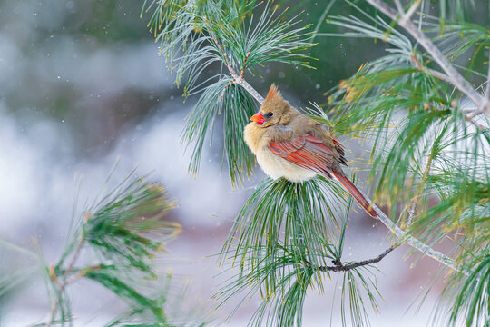 01530-28003 Northern Cardinal (Cardinalis cardinalis) female perched in pine tree in winter snow  Marion Co. IL