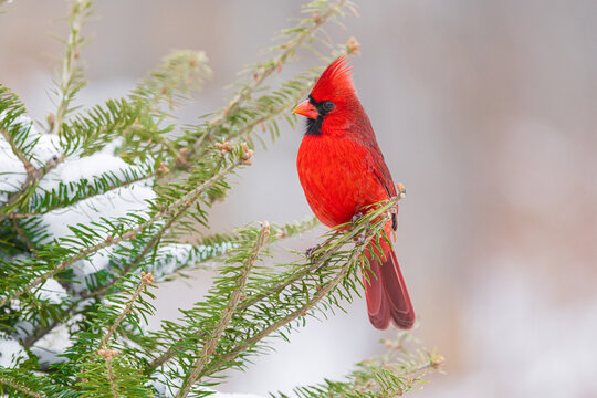 01530-28107 Northern Cardinal (Cardinalis cardinalis) male perched in fir tree in winter snow  Marion Co. IL