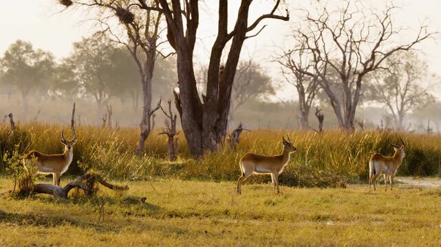 A herd of Lechwe (Kobus leche) in Khwaii game reserve of south africa.