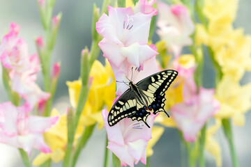 Macro of an Oregon swallowtail (papilio machaon oregonius) butterfly resting on gladiolus flowers. Top view with wings open. © Corry Anne
