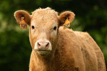 cow in a pasture © gabrielle