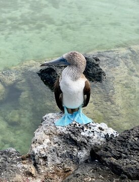 galapagos blue footed booby