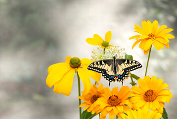 Macro of an Oregon Swallowtail (papilio bairdii oregonius) butterfly feeding on a milkweed (asclepias) flower, surrounded by yellow garden flowers © Corry Anne