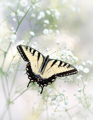 Macro of an eastern tiger swallowtail butterfly (papilio glaucus) resting on baby's breath flowers (gypsophila). © Corry Anne