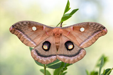 Macro of a polyphemus giant silk moth (Antheraea polyphemus) - top view with wings open © Corry Anne