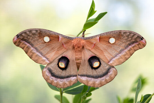Macro of a polyphemus giant silk moth (Antheraea polyphemus) - top view with wings open